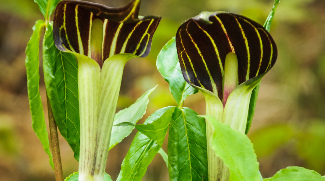 Minnesota Native Plants 