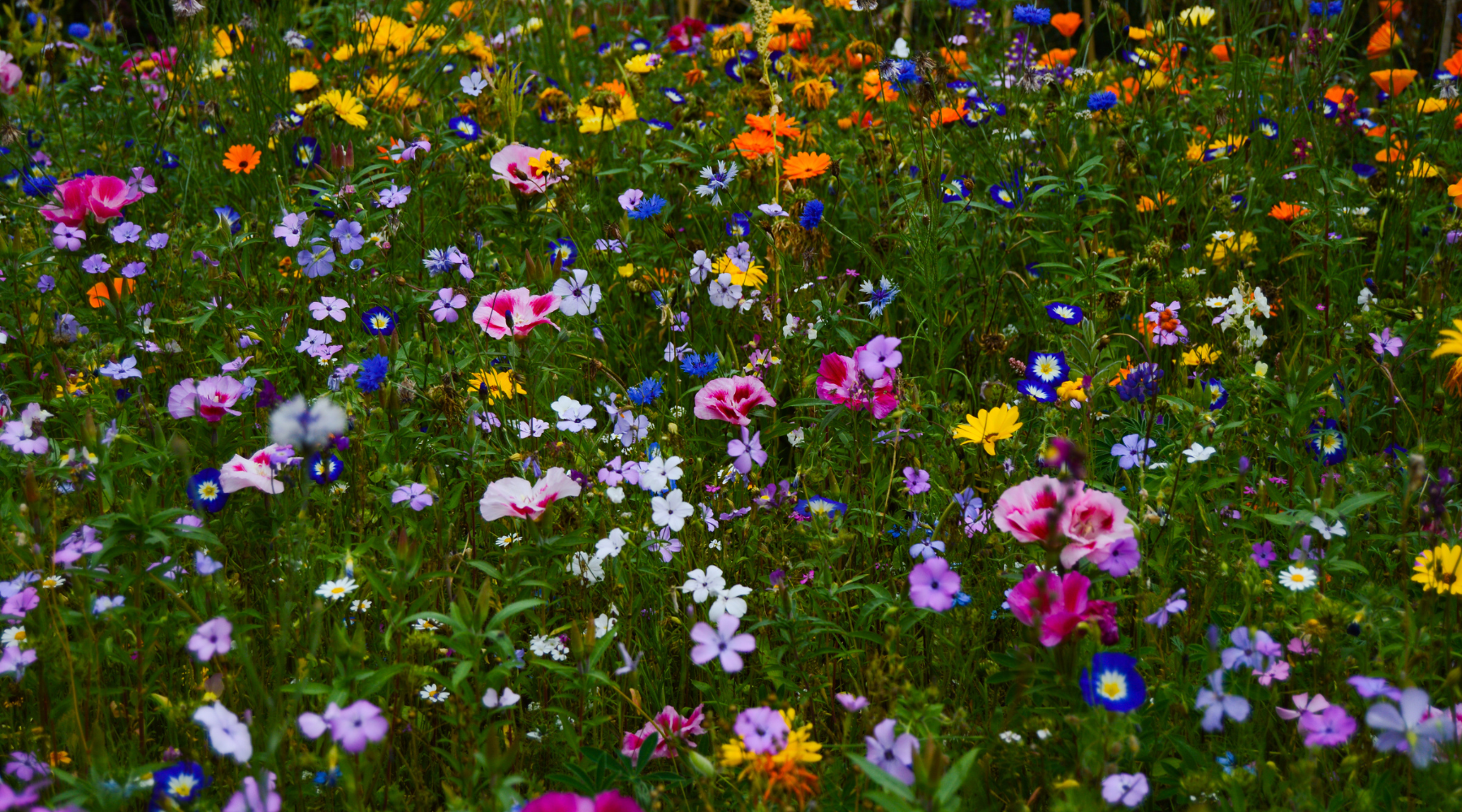 Native plants