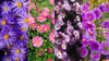 New York Native Plants