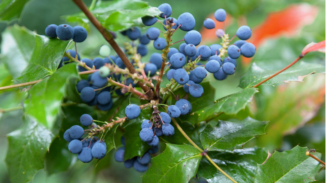 Oregon Native Plants