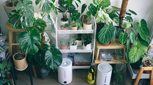 Plant Stand for Indoors