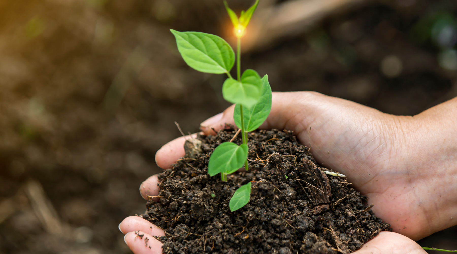 Planting in Summer