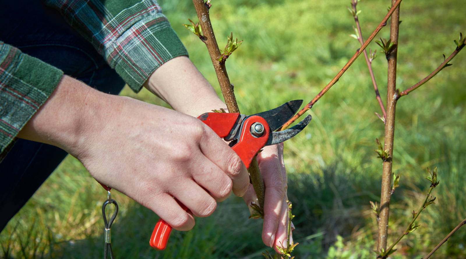 Pruning Tools and Techniques for Your Garden and Lawn – Hardy Garden