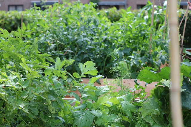 Raised Bed Vegetable Gardening for Beginners