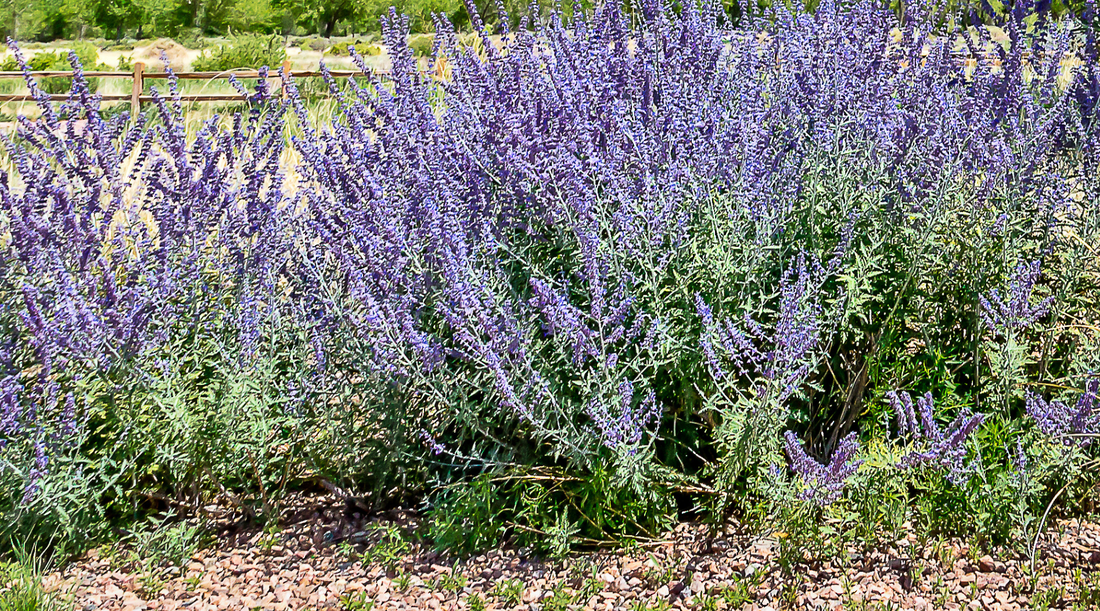 How to Conserve the Beauty of Rhode Island Native Plants