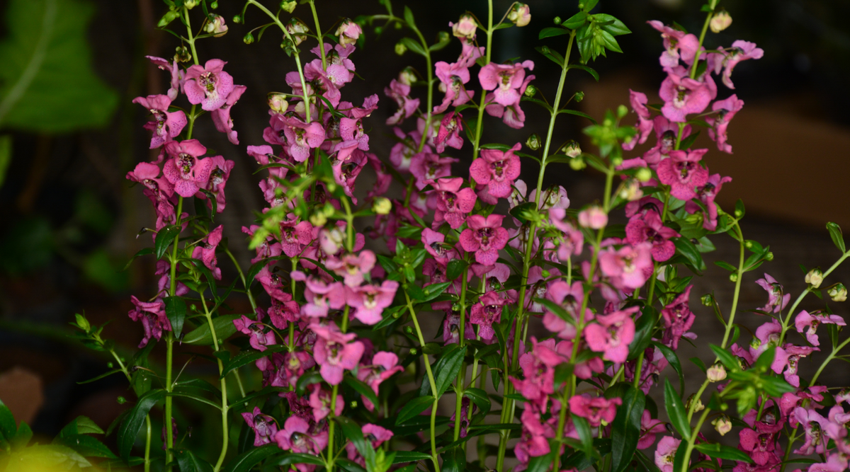 Exploring the Beauty of South Dakota Native Plants Hardy Garden