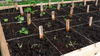 Ultimate Tips for Starting Square Foot Gardening