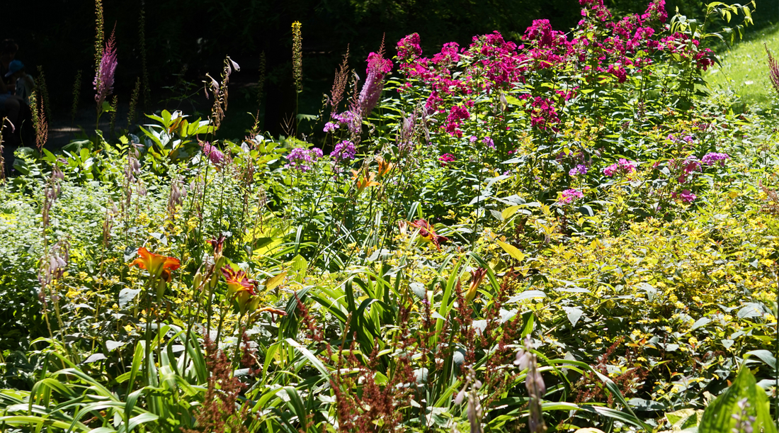 Texas Native Plants