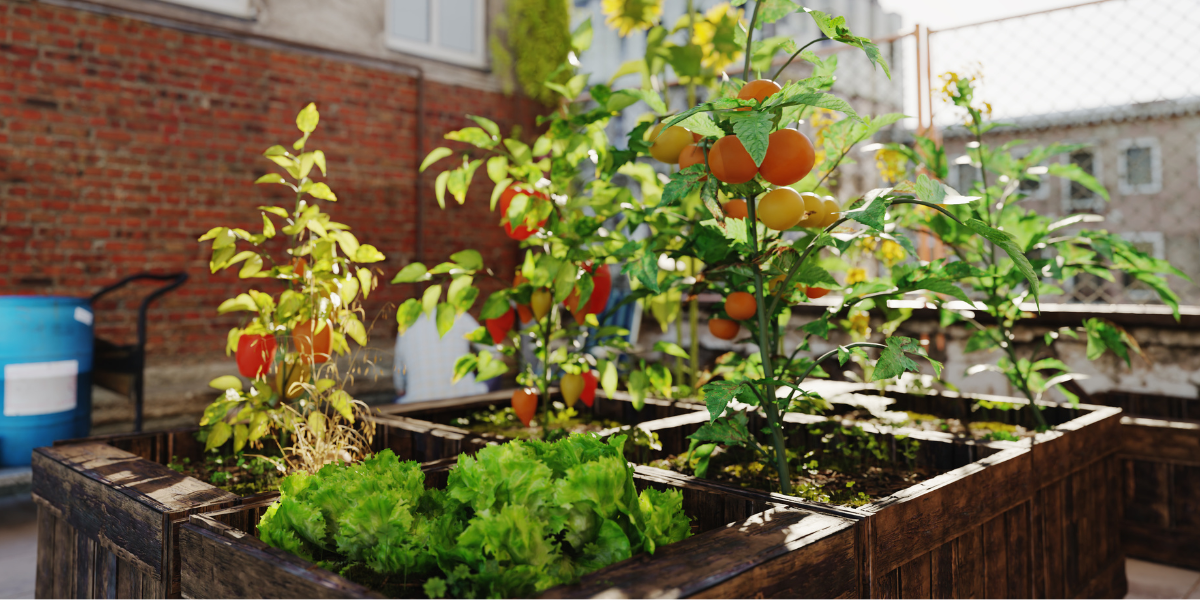 How To Start a Successful Urban Gardening
