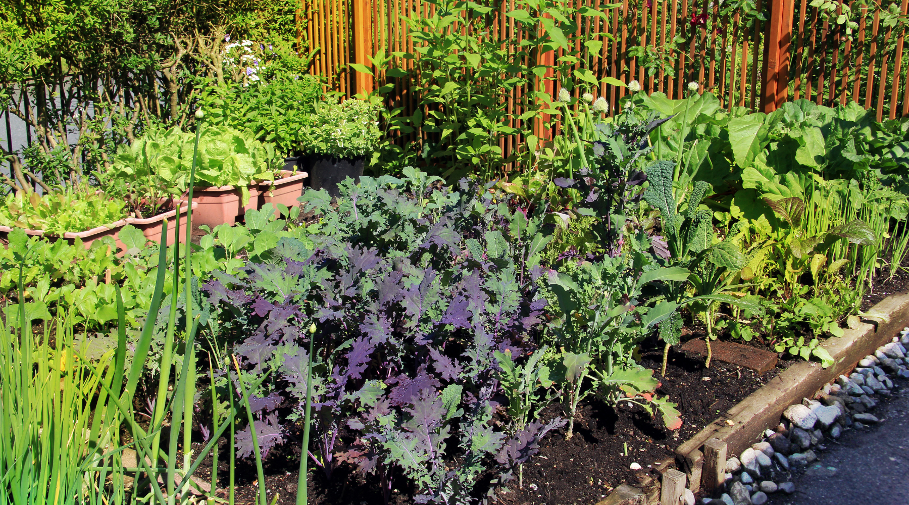 Vegetable Gardening in Limited Spaces