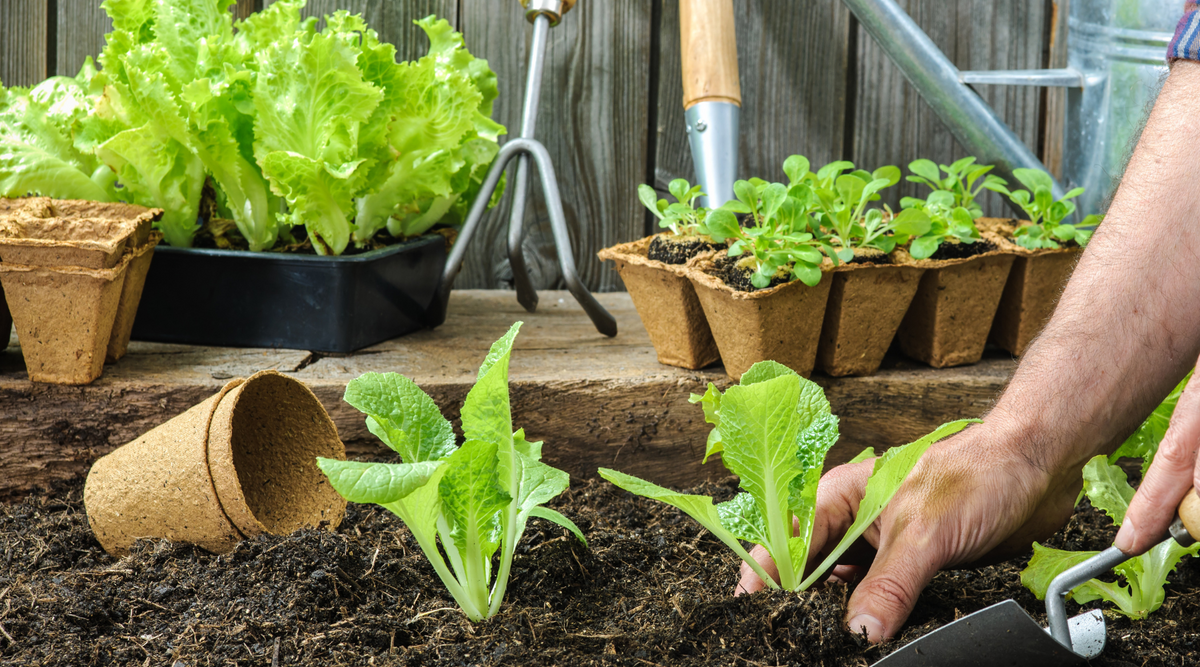 Vegetable Planting and Propagation – Hardy Garden