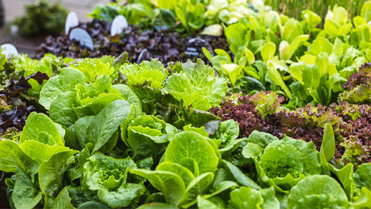 Vegetable Plants for Spring