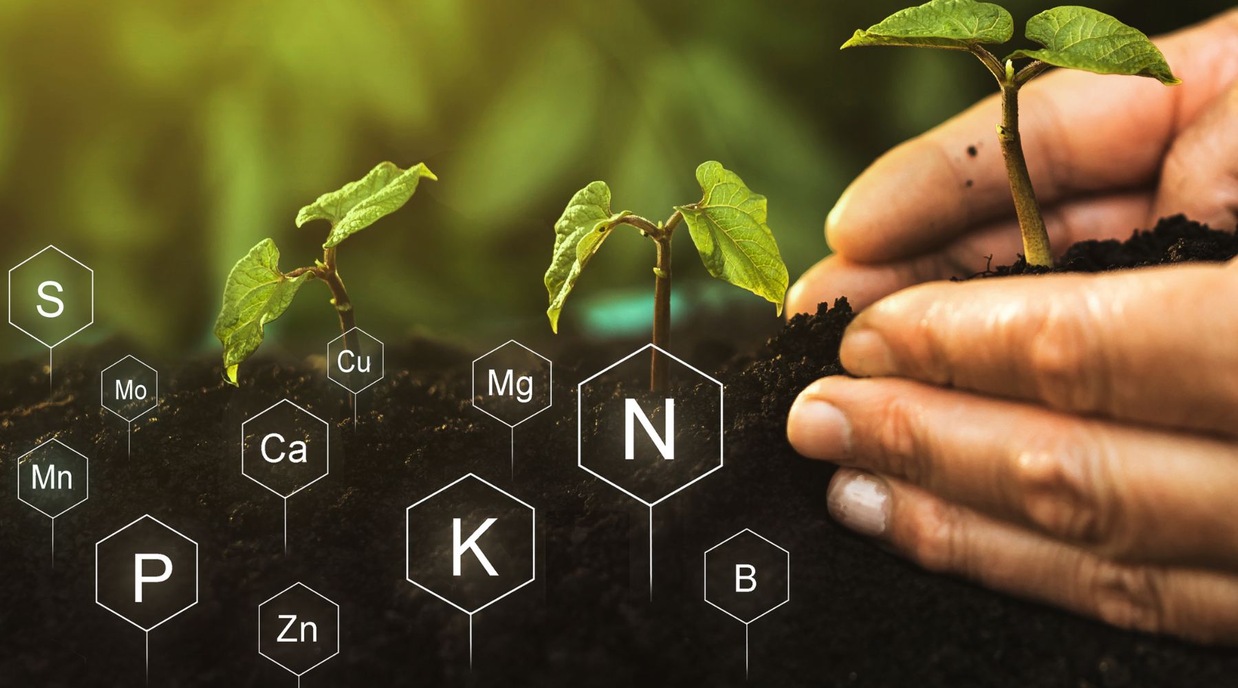 Vegetable Soil and Nutrient Management