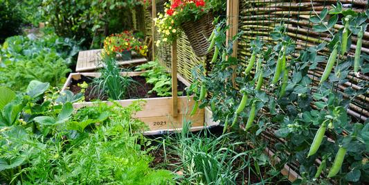 Vertical Gardening in Raised Beds