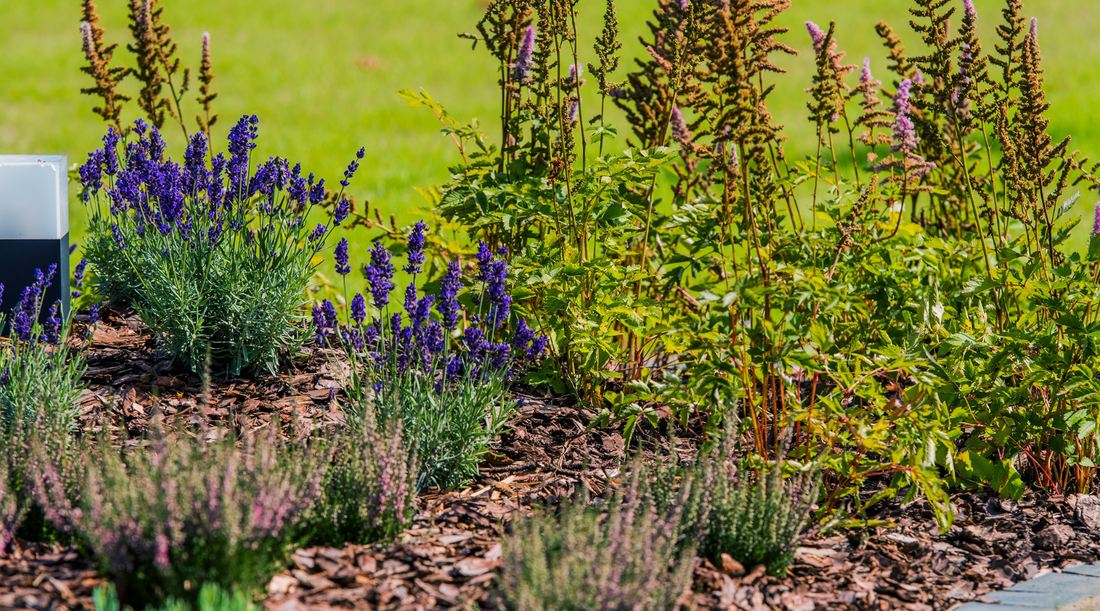  Virginia Native Plants