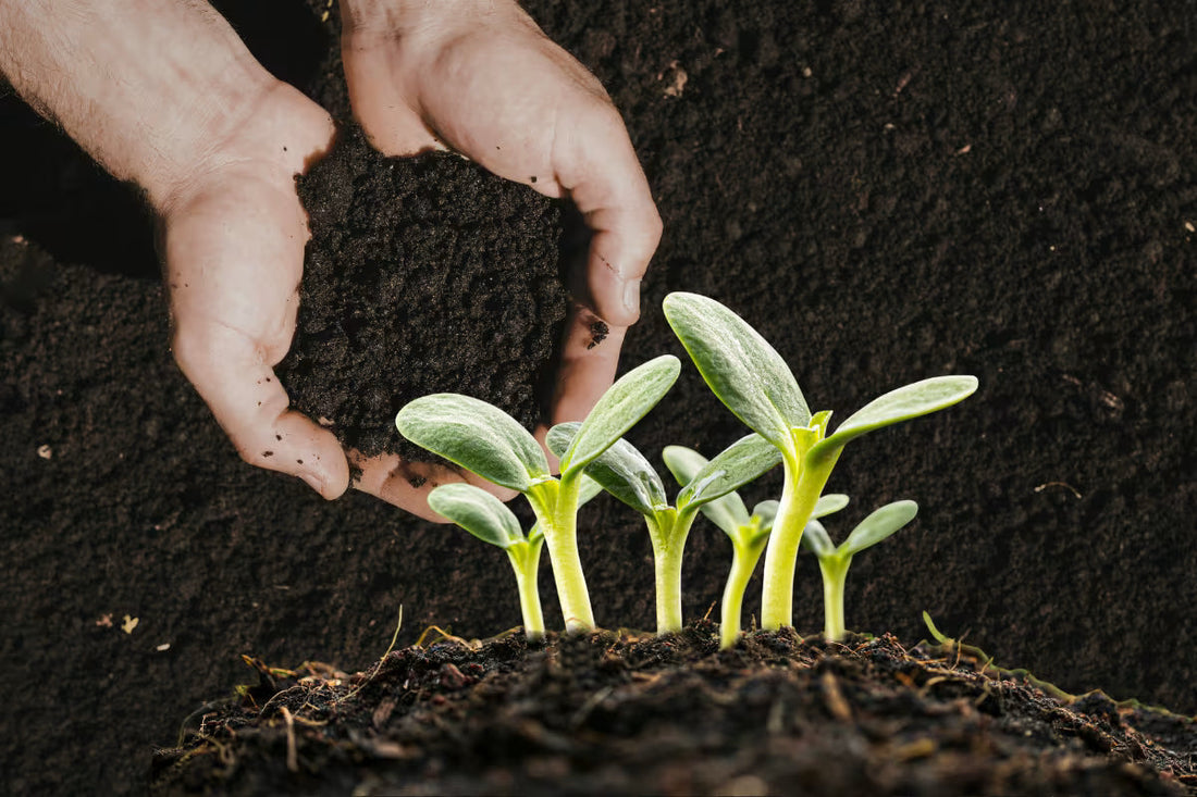 What Makes Soil Healthy
