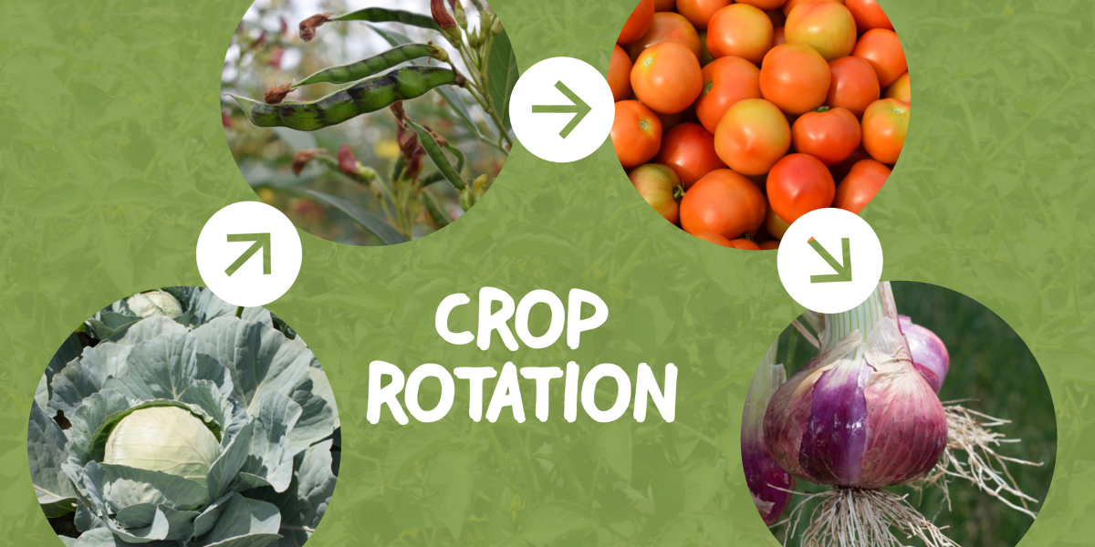What is Crop Rotation