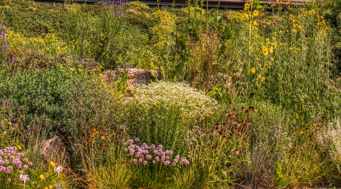 Wiscon native plants