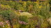 Wiscon native plants
