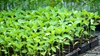 plant seedlings