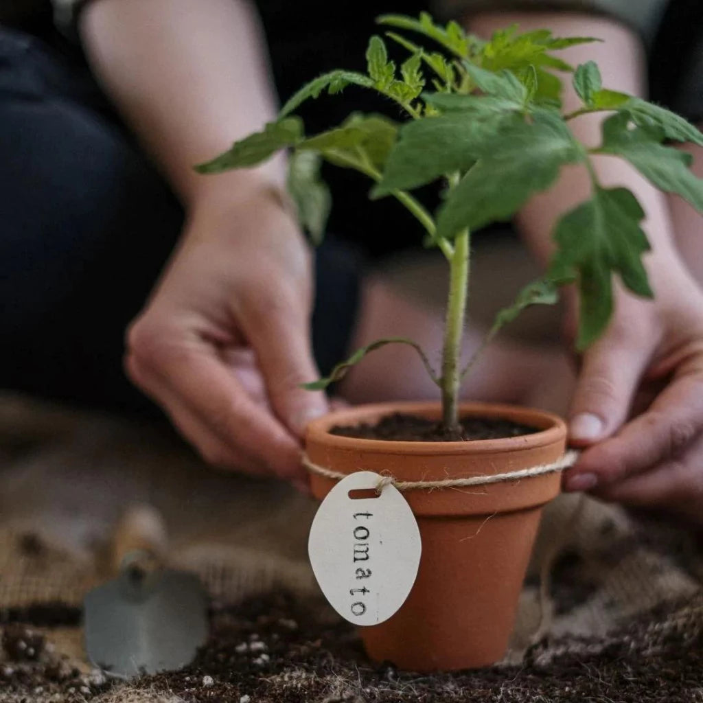 Garden Kits & Growing Aids