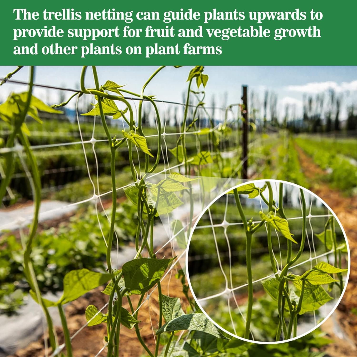 Trellis Netting