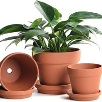 huge terracotta plant pots