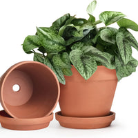 huge terracotta plant pots