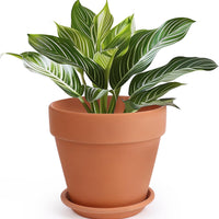 huge terracotta plant pots