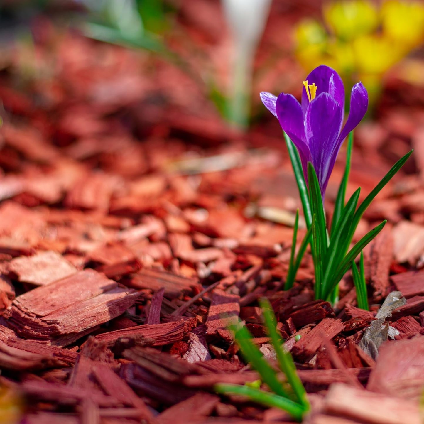 Organic Mulch