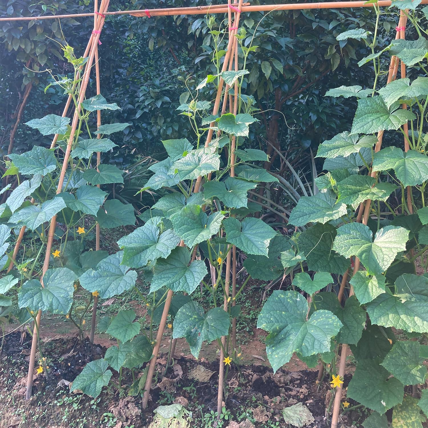 Bamboo Plant Stakes