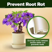 Bonsai Tree Starter Kits