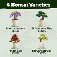 Bonsai Tree Starter Kits