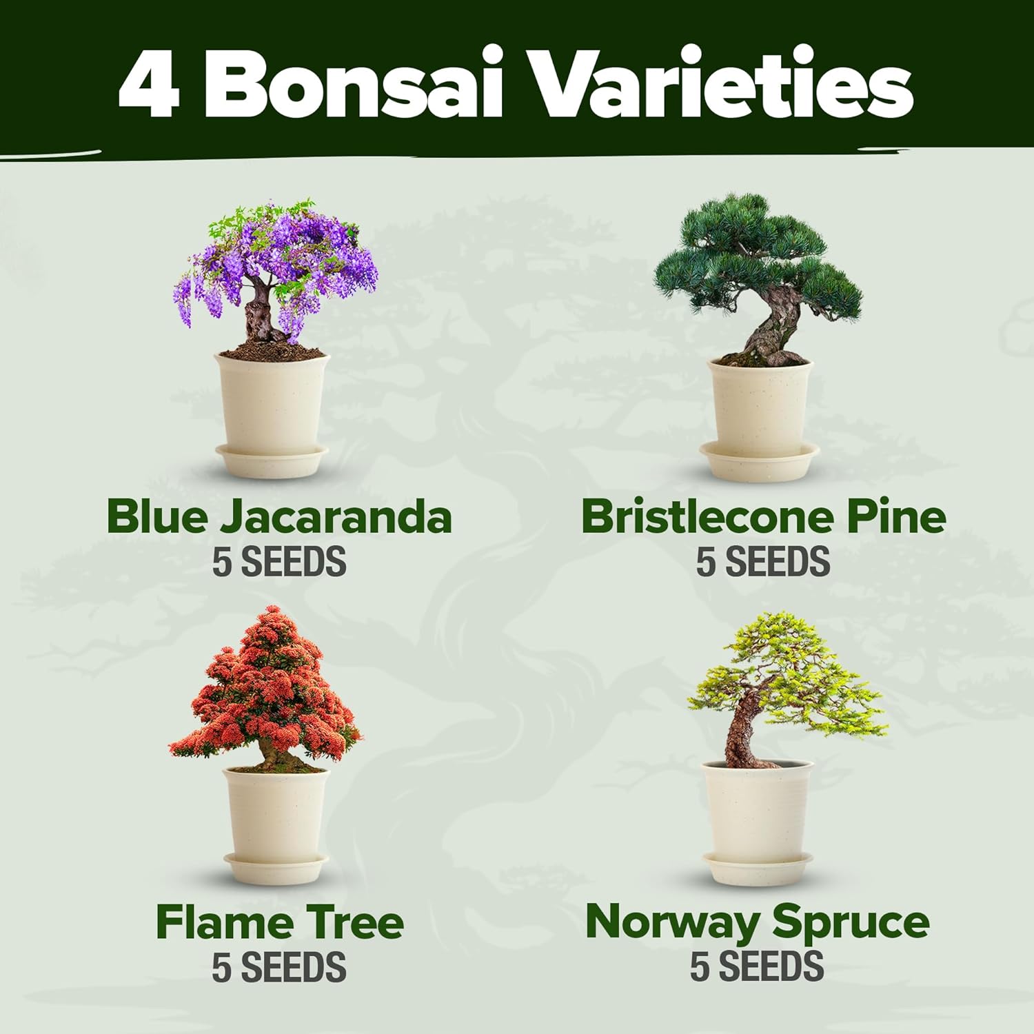 Bonsai Tree Starter Kits