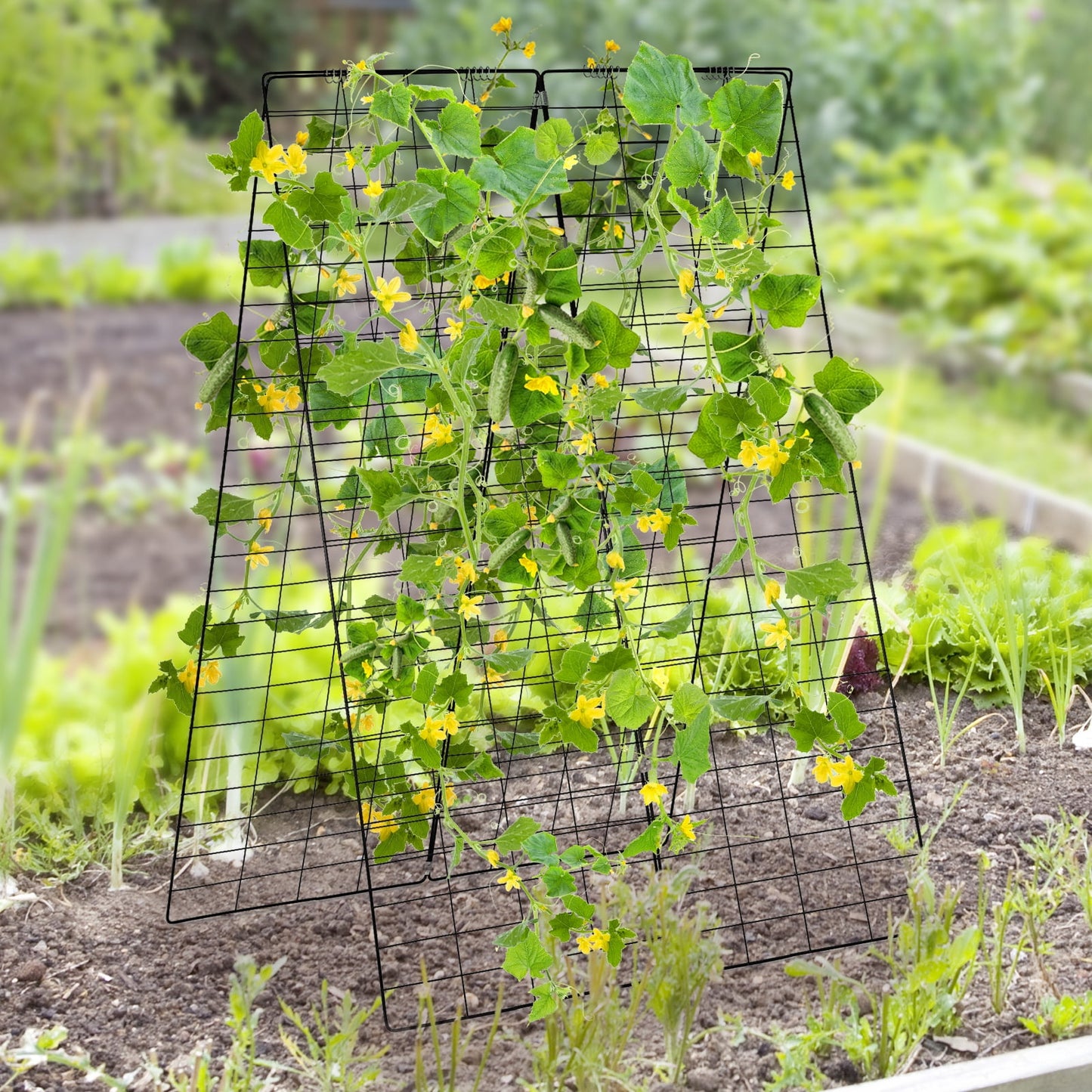 Cucumber and Bean Garden Trellis