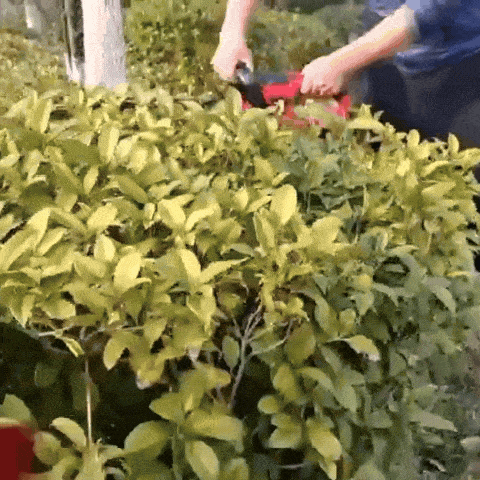 Electric Hedge Trimmer with Battery