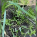 3 Pcs Gardening Hand Rake