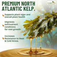 Liquid Kelp Fertilizer