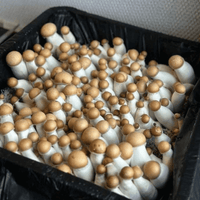 MonoTub Mushroom Grow Kit