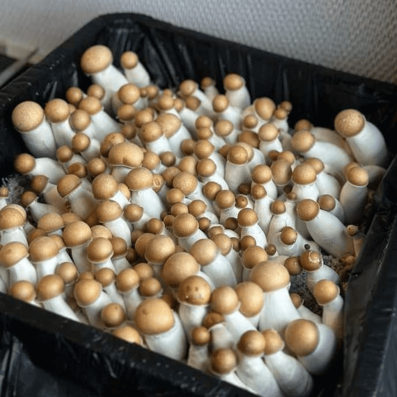 MonoTub Mushroom Grow Kit