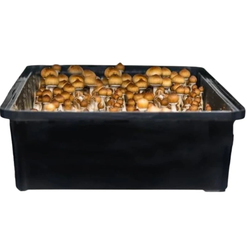 MonoTub Mushroom Grow Kit