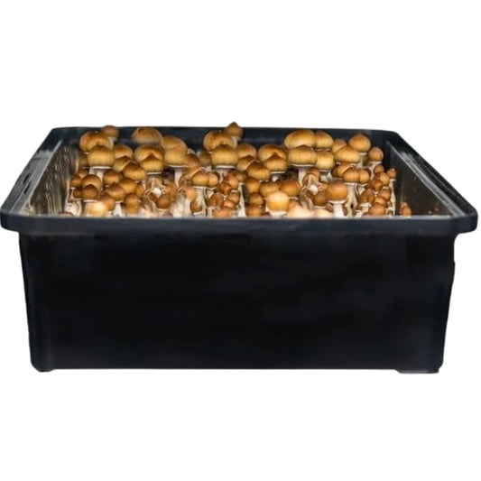 MonoTub Mushroom Grow Kit