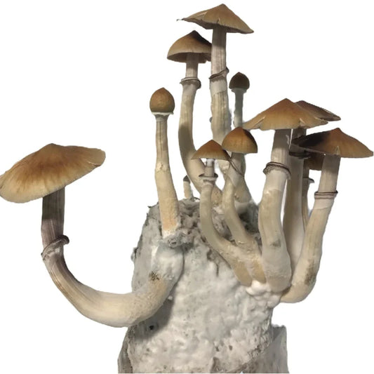MonoTub Mushroom Grow Kit