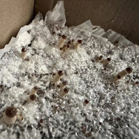 MonoTub Mushroom Grow Kit