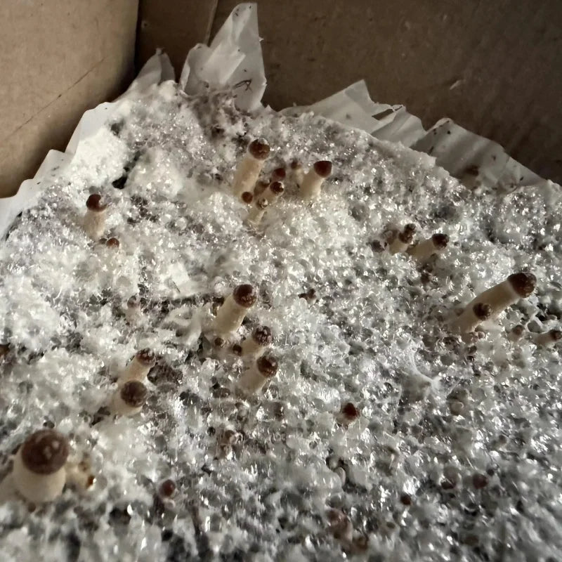 MonoTub Mushroom Grow Kit