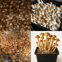 MonoTub Mushroom Grow Kit