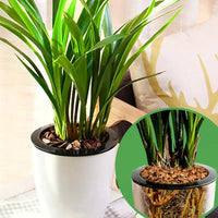 9Qt/18QT Orchid Potting Bark