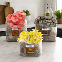 Oyster Mushroom Growing Kit 15 LBS