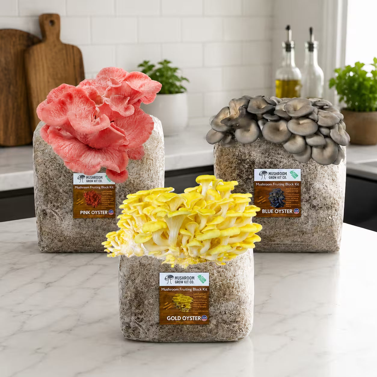 Oyster Mushroom Growing Kit 15 LBS