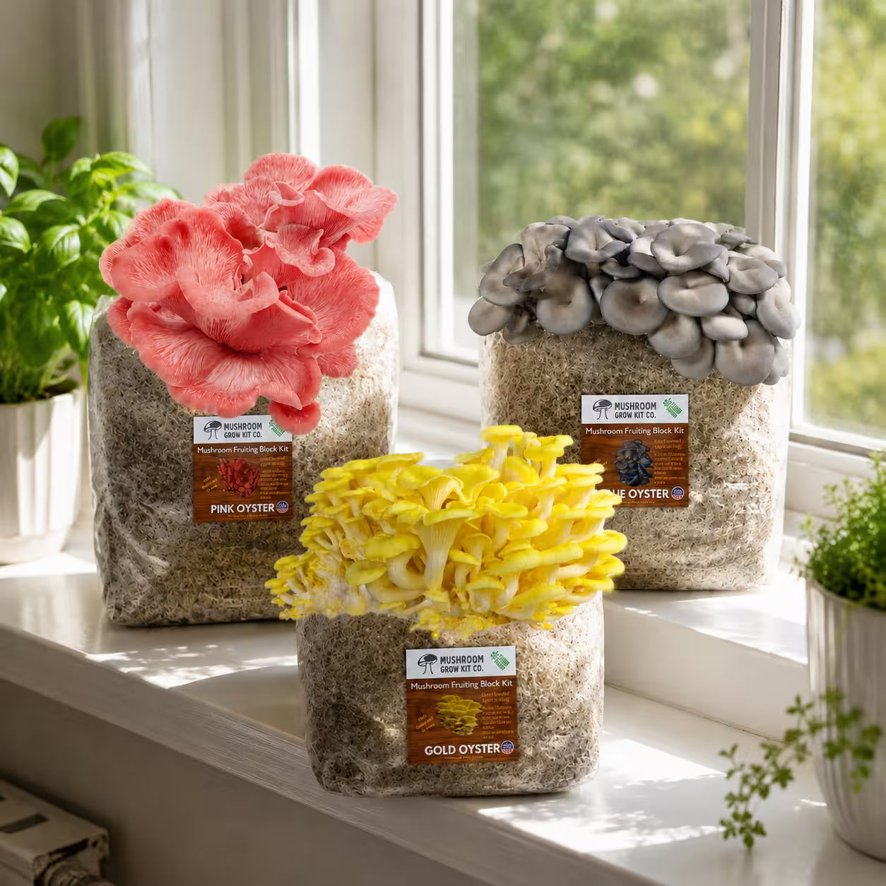 Oyster Mushroom Growing Kit 15 LBS